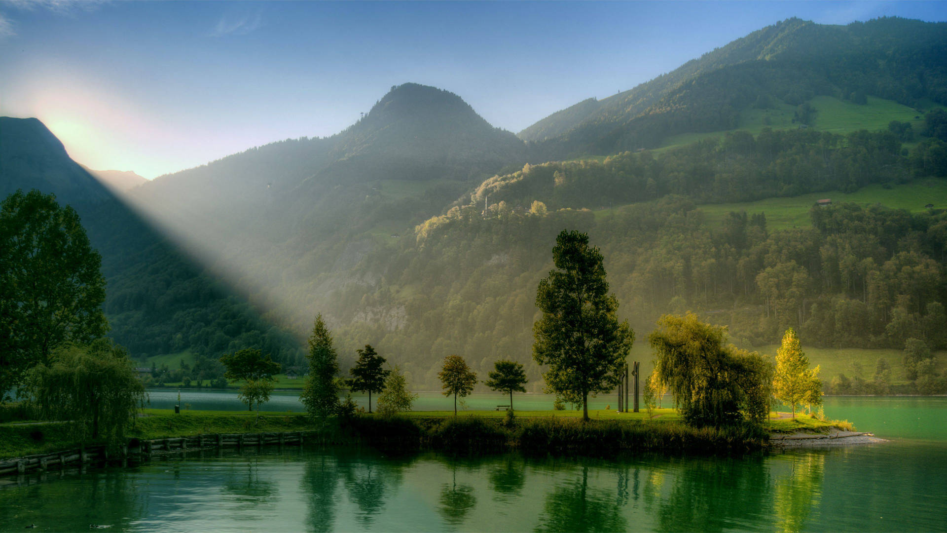 Sunlit green forest